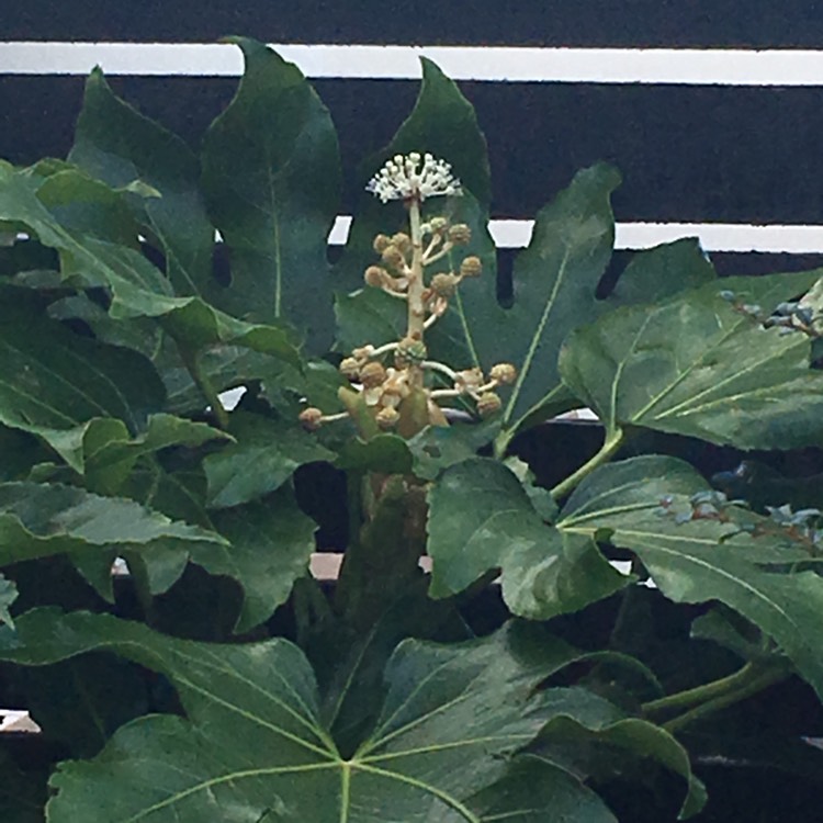 Plant image Fatsia japonica 'Variegata'