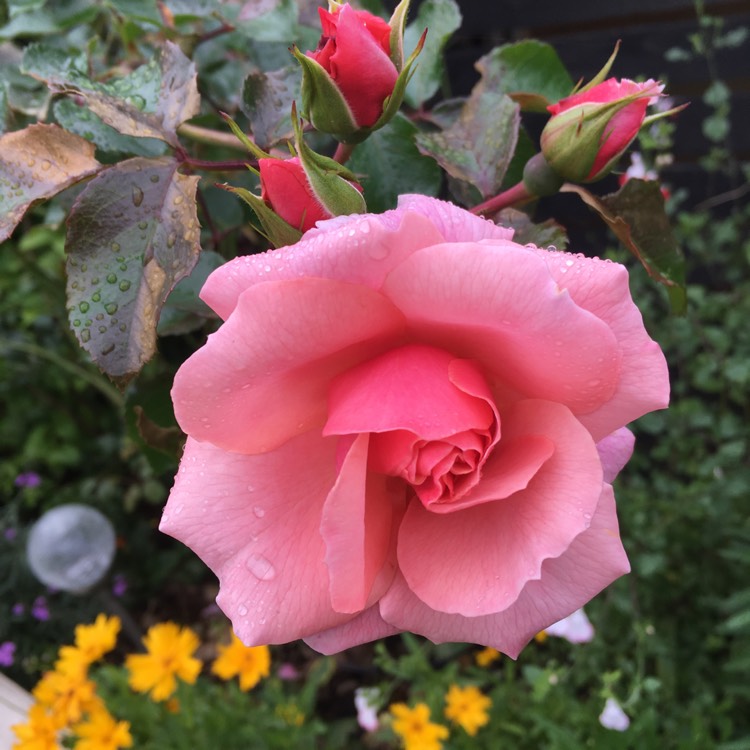 Plant image Rosa 'Beacost' syn. Rosa 'Festive Jewel'