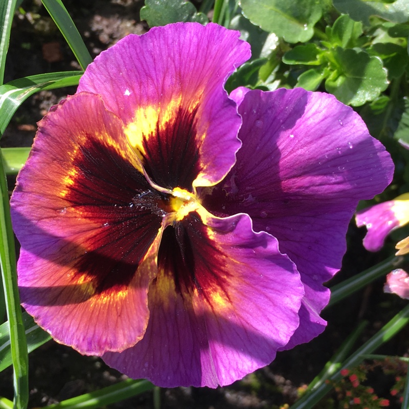 Plant image Viola Matrix Midnight Glow