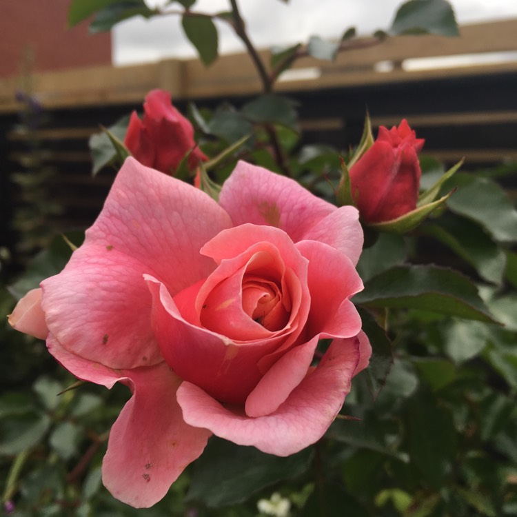 plant image 556097