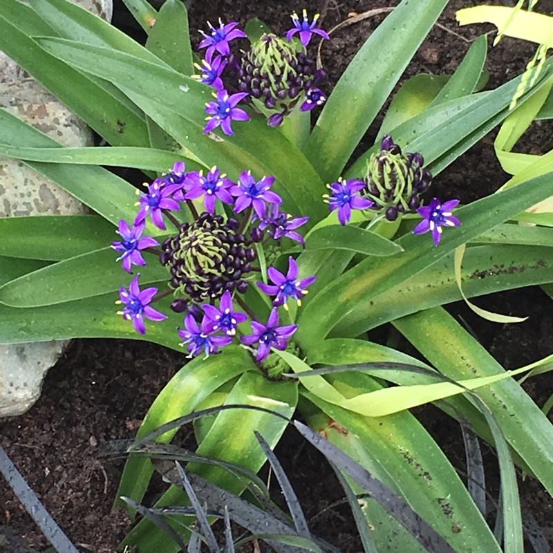 Plant image Scilla peruviana