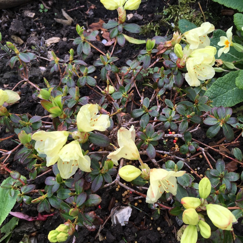 Plant image Rhododendron 'Wren'