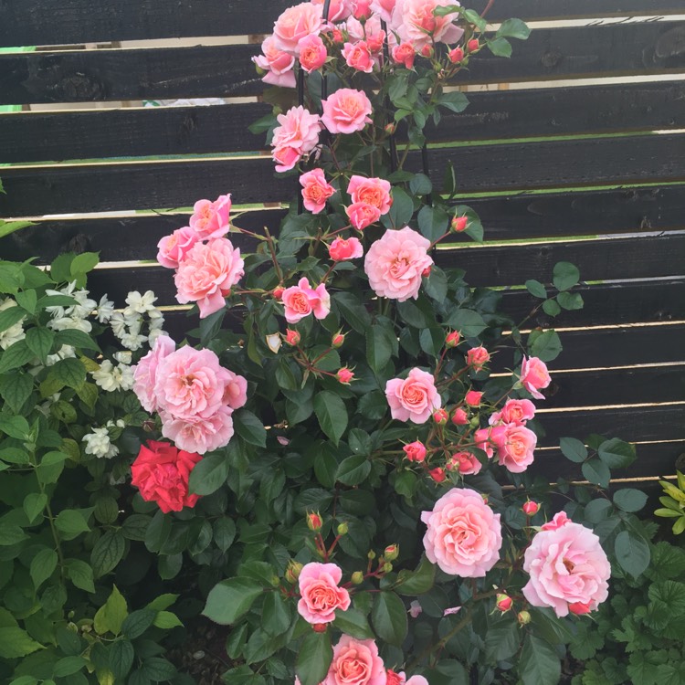 Plant image Rosa 'Beacost' syn. Rosa 'Festive Jewel'