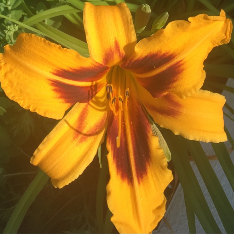 plant image 778660 plant image 778660