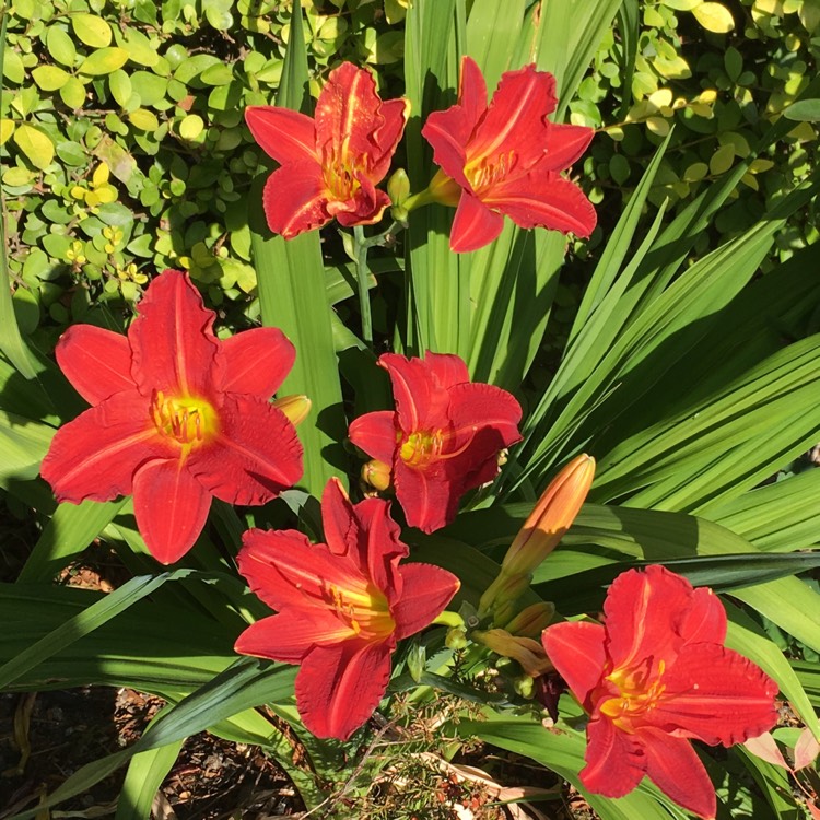 plant image 781392
