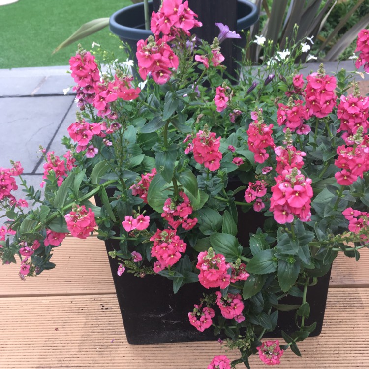 Plant image Diascia elegans 'Divara Deep Red'