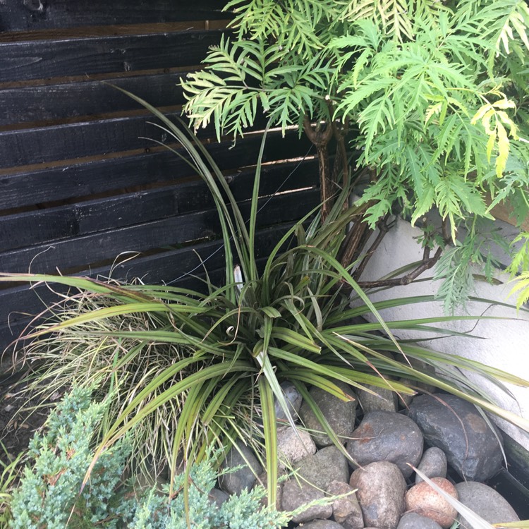 plant image 815848