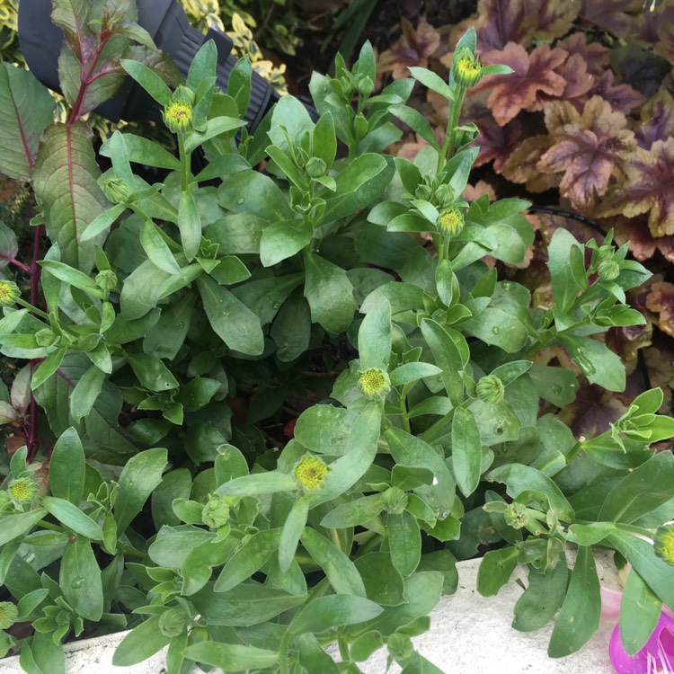plant image 873125 plant image 873125