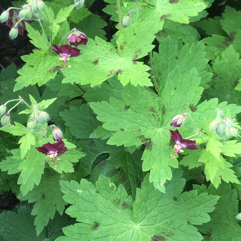 Plant image Geranium phaeum 'Samobor'