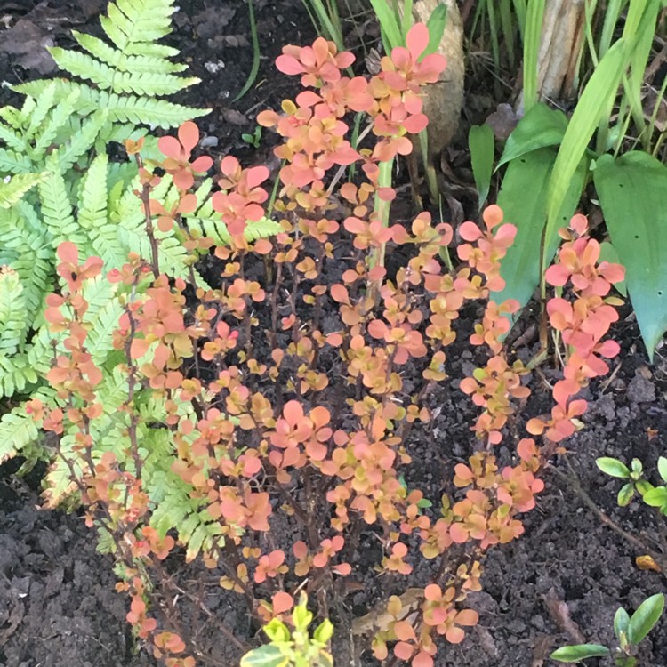 Plant image Berberis Thunbergii 'Orange Rocket' syn. Berberis thunbergii 'Painter's Palette'