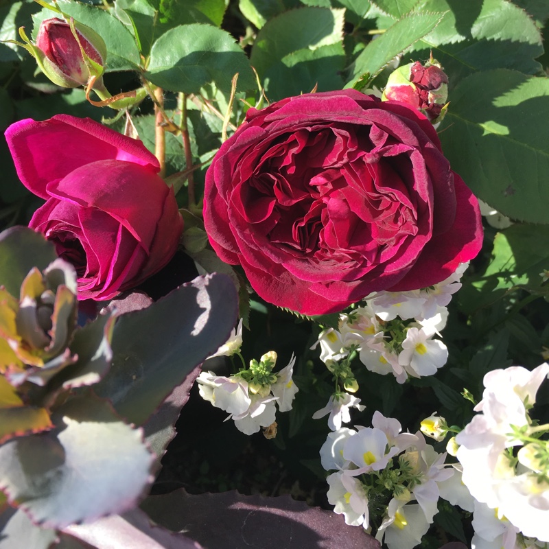 Plant image Rosa 'Ausbernard' syn. Rosa 'Munstead Wood'