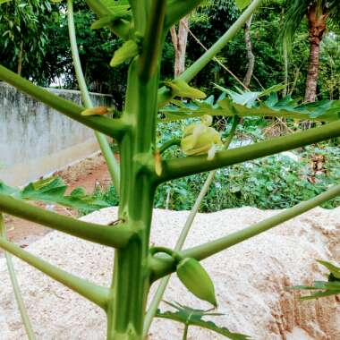 Papaya