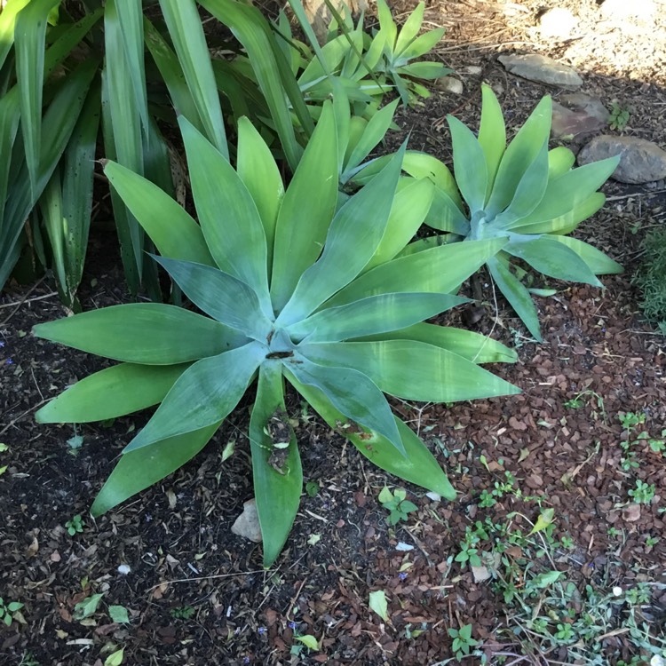 Plant image Agave attenuata