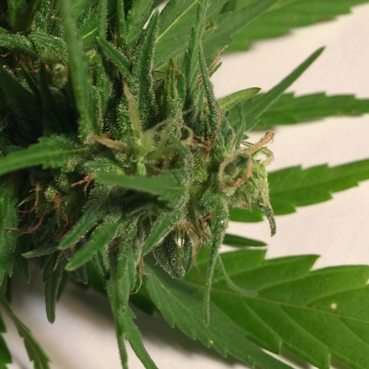 Plant image Cannabis sativa