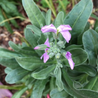 Matthiola Incana  syn. Matthiola incana 'Brompton' ;  Matthiola arborescens