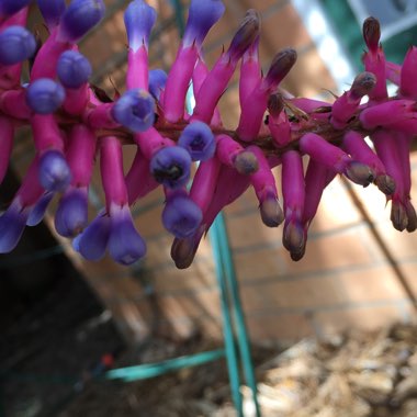 Aechmea gamosepala