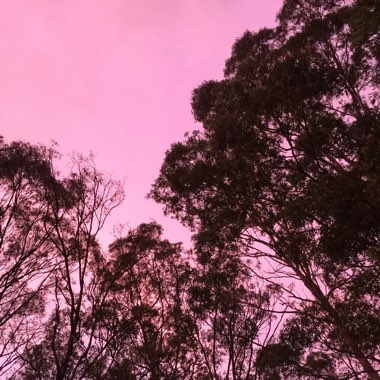 Eucalyptus Chapmaniana