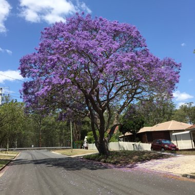 Jacaranda mimosifolia