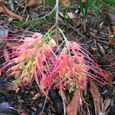 Grevillea bipinnatifida x banksii 'Ned Kelly' syn. Grevillea Mason's hybrid