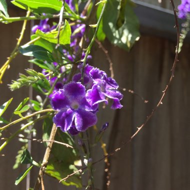 Duranta repens 'Geisha Girl'