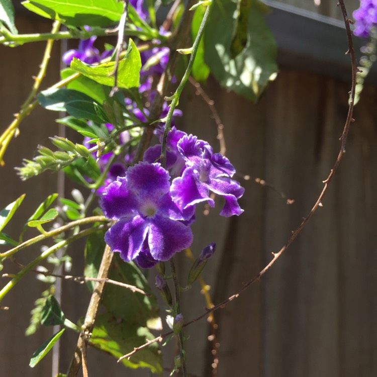 Plant image Duranta repens 'Geisha Girl'