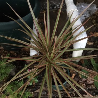 Dracaena marginata 'Tricolour'