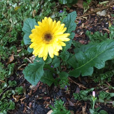 Gerbera