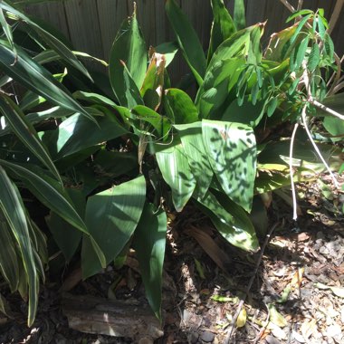 Aspidistra elatior