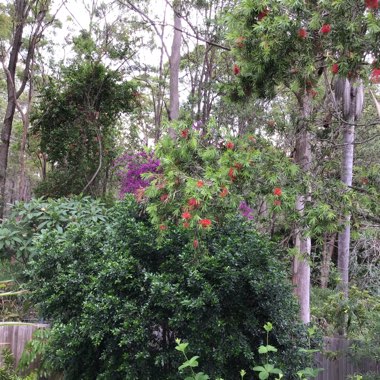 Callistemon Citrinus 'Endeavour'