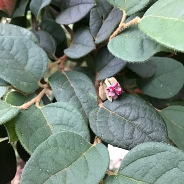 Loropetalum chinense var. rubrum 'Zhuzhou Fuchsia'