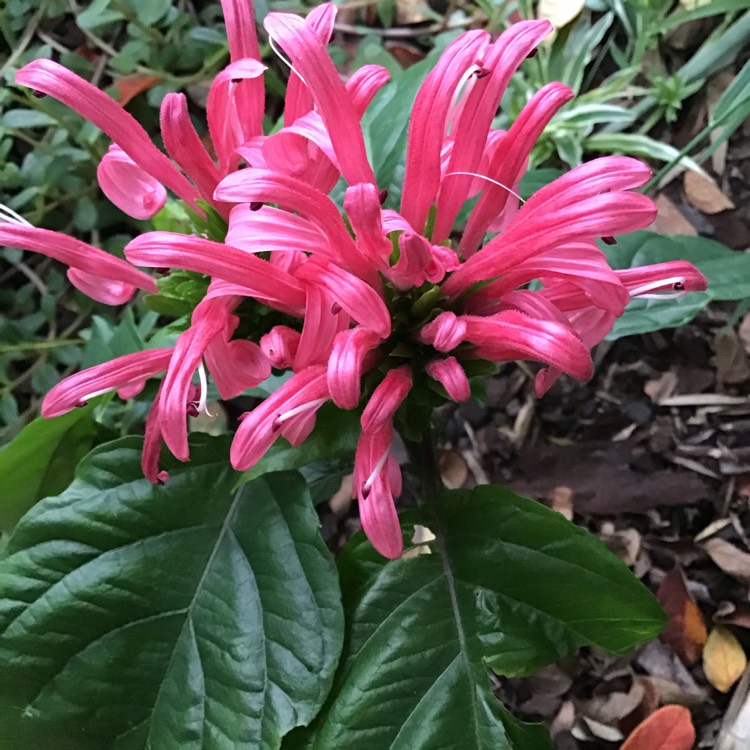 Plant image Justicia carnea