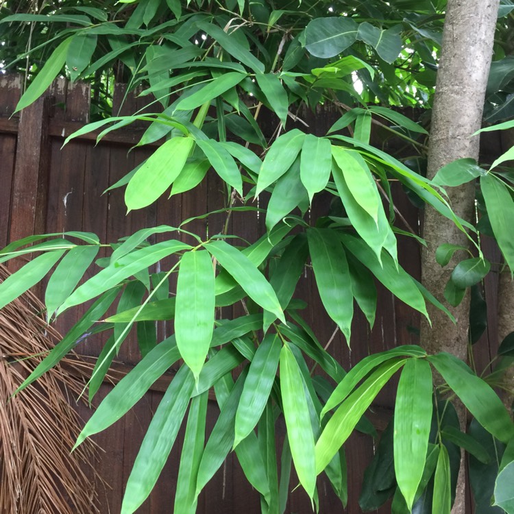 plant image 1229980