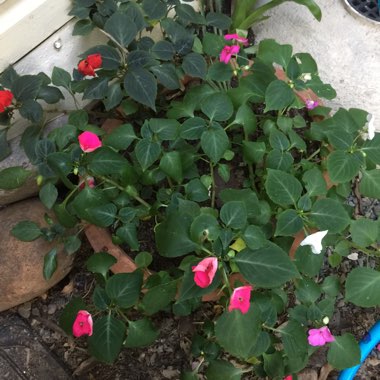 Impatiens walleriana