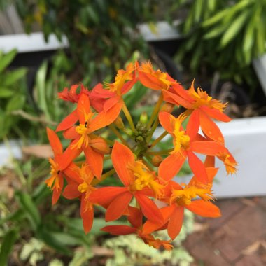 Epidendrum ibaguense