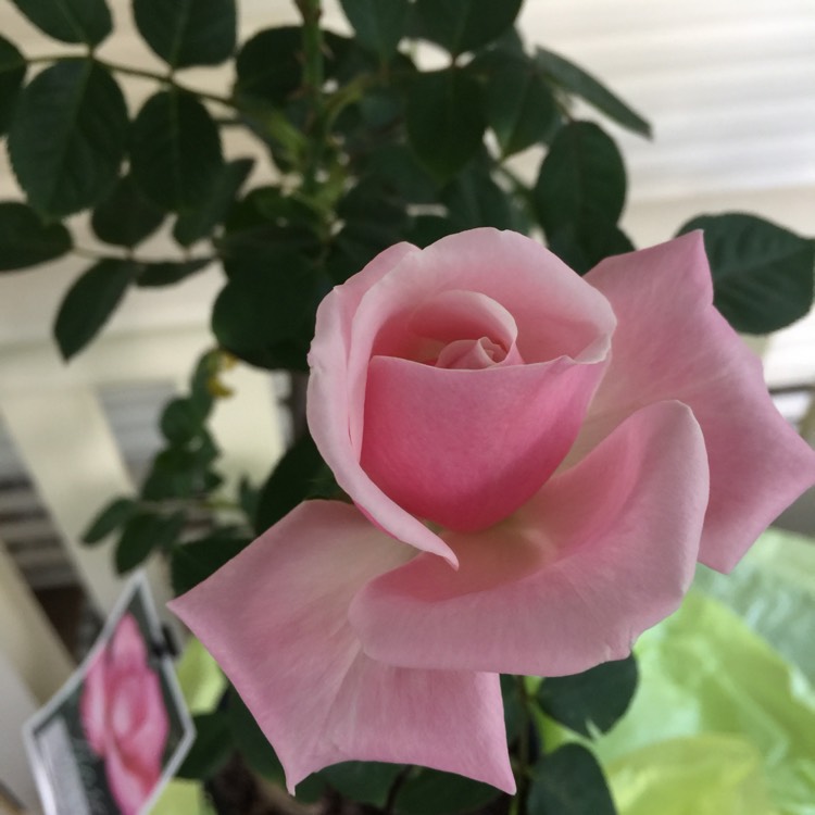 plant image 1315309