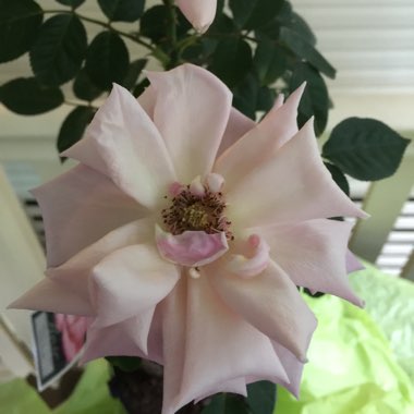 Rosa (Hybrid Tea)
