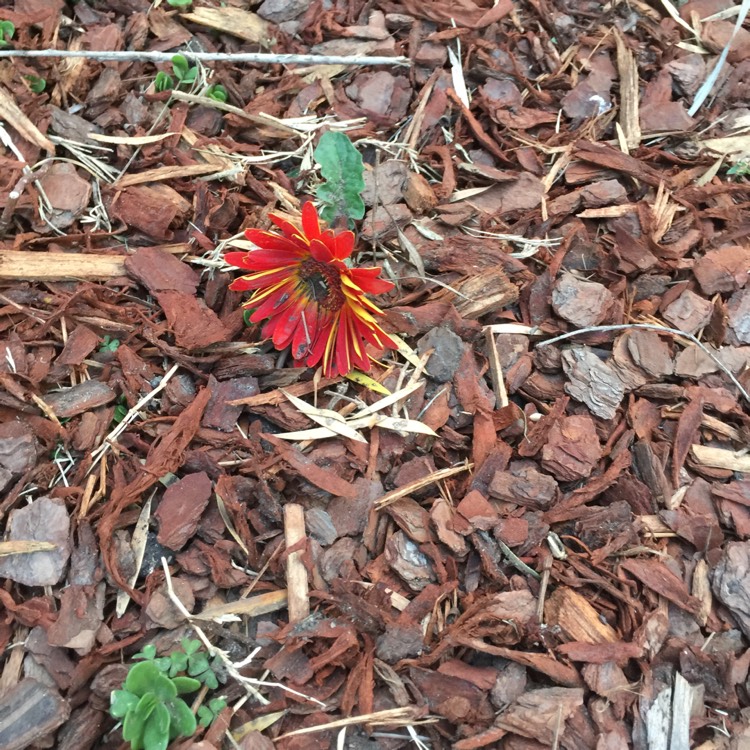plant image 1386205 plant image 1386205