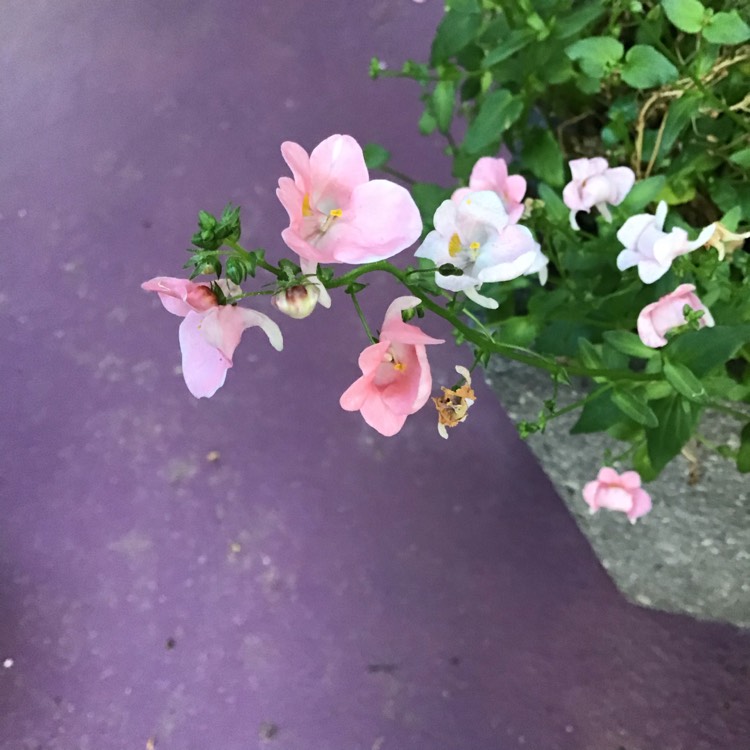 Plant image Diascia