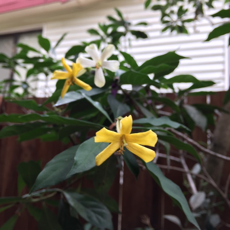 Plant image Hymenosporum flavum