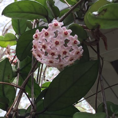 Hoya Carnosa