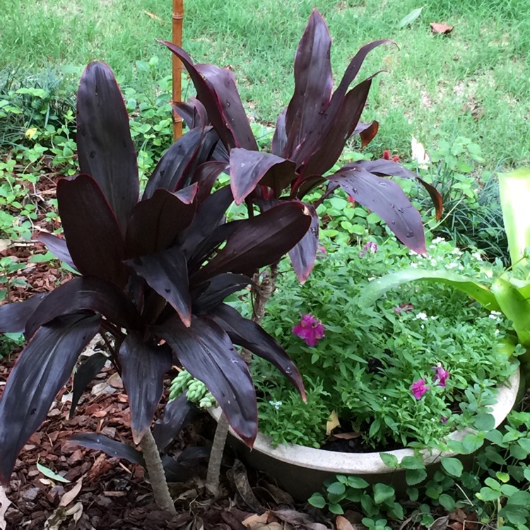 plant image 1411069