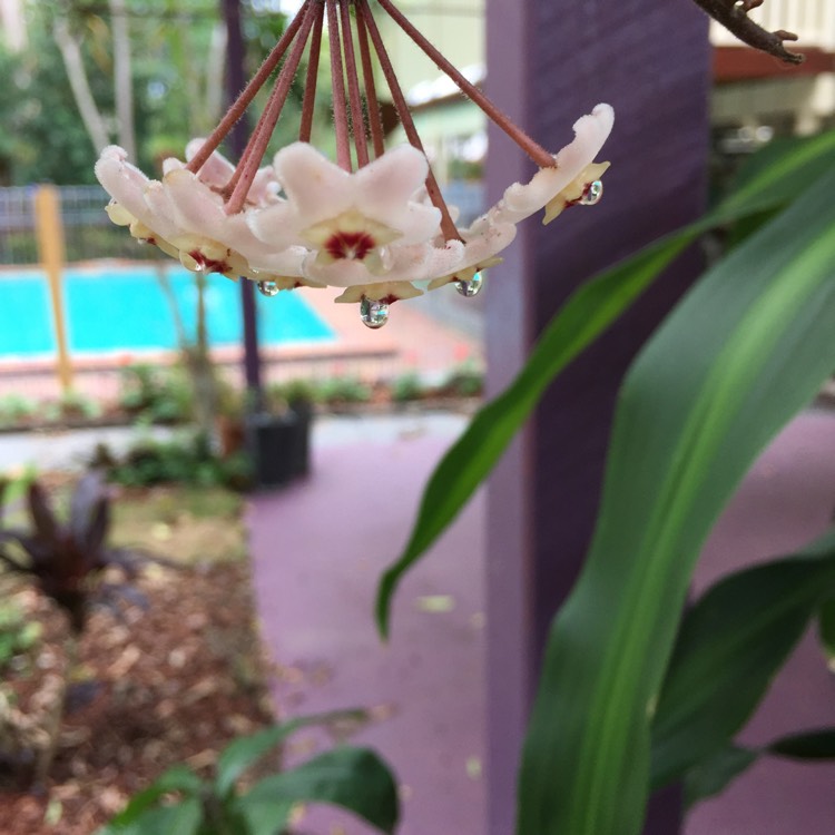 plant image 1411077 plant image 1411077