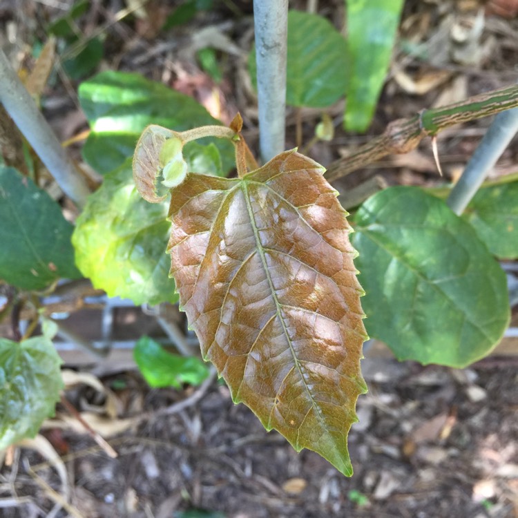plant image 1414730 plant image 1414730