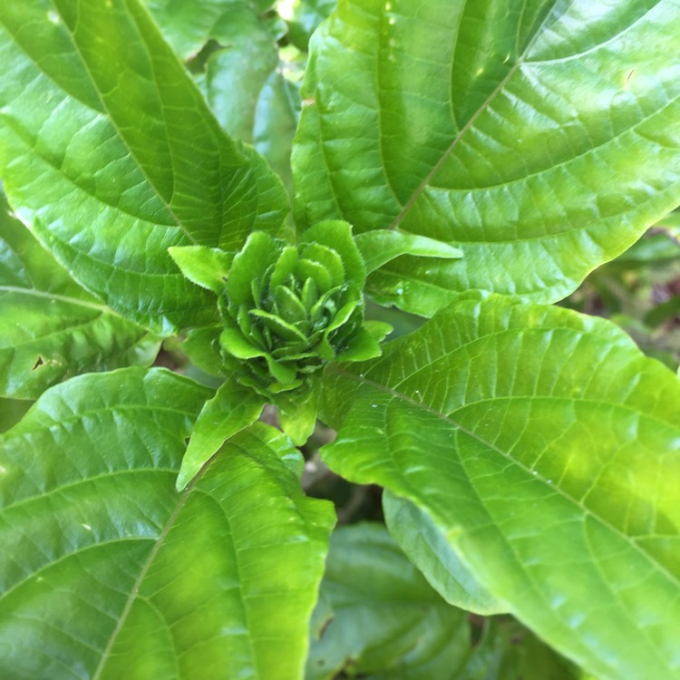 plant image 1414731 plant image 1414731