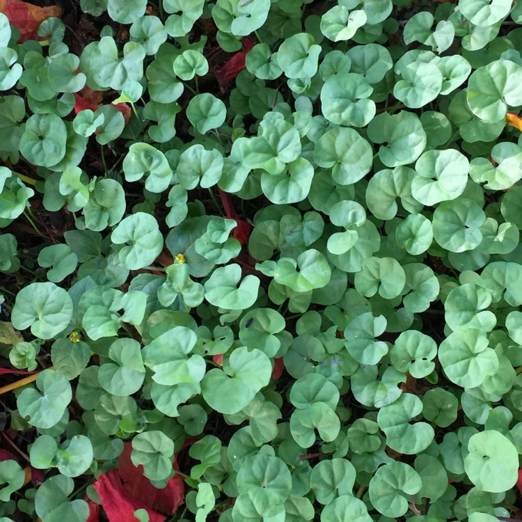 plant image 1430495