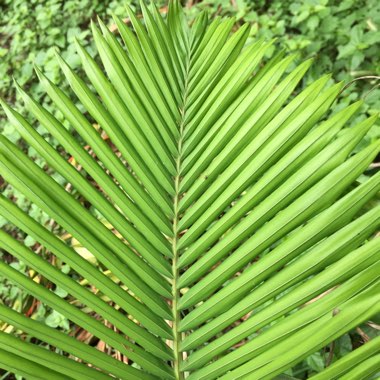 Dypsis lutescens syn. Chrysalidocarpus lutescens, Areca lutescens