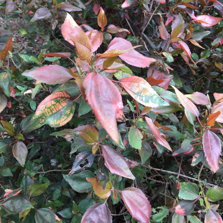 Plant image Acalypha