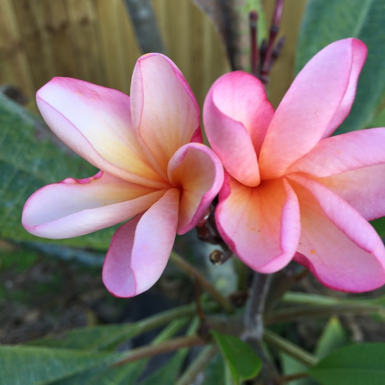 Plant image Plumeria rubra 'Sydney '