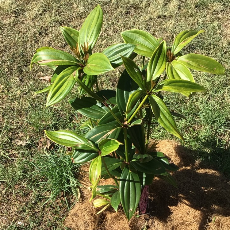 plant image 1535543
