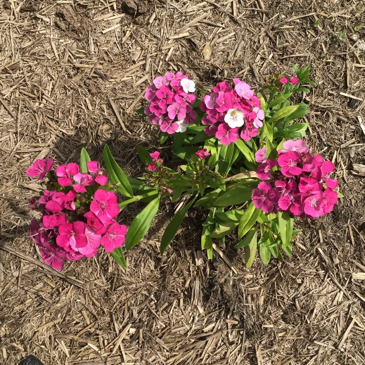 plant image 1551503
